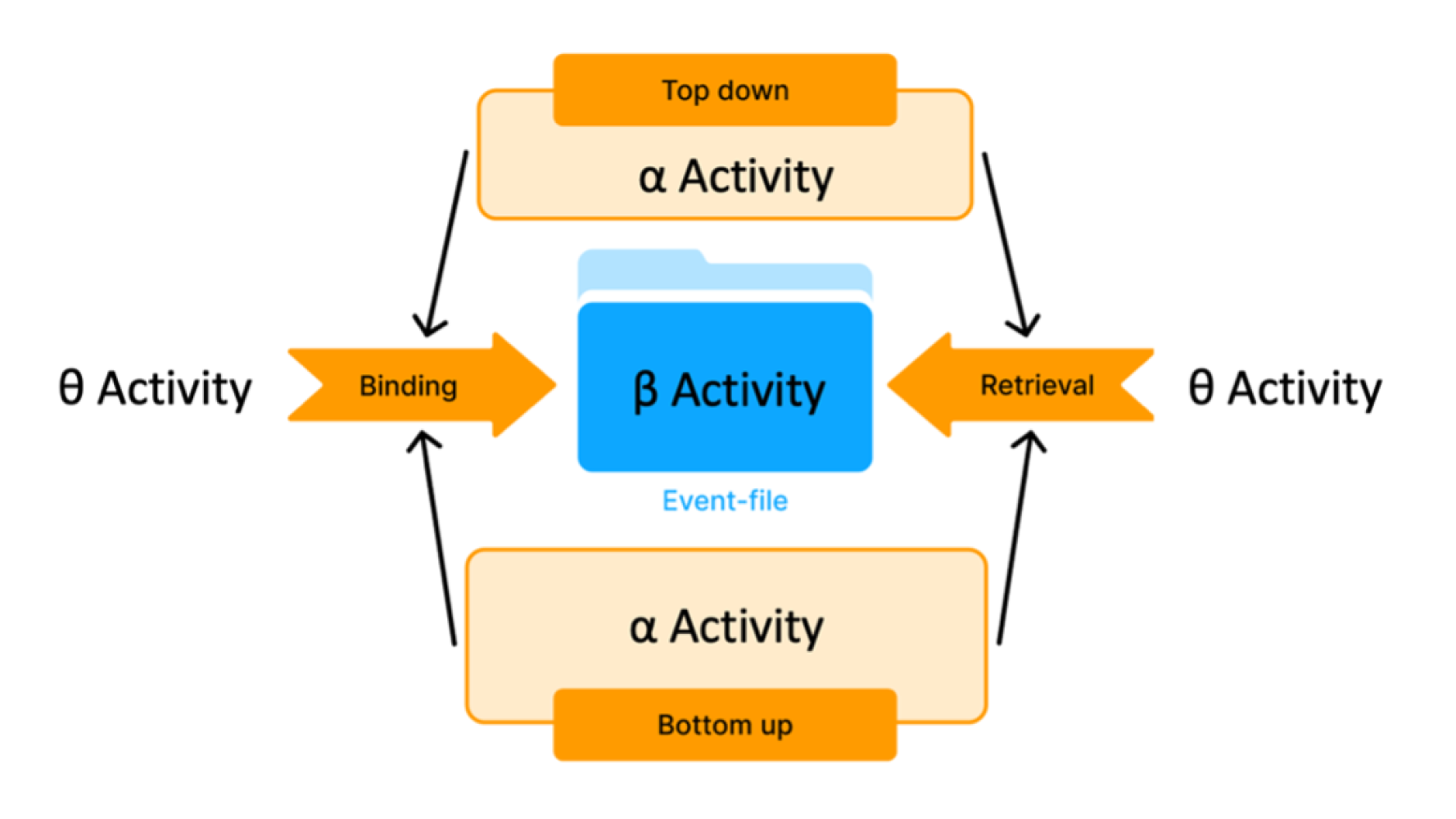 Neurophysiological processes reflecting the effects of the immediate past during the dynamic management of actions